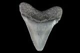 Juvenile Megalodon Tooth - Georgia #75387-1